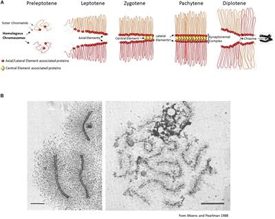 Chromosome Organization in Early Meiotic Prophase